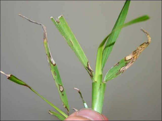 gray leaf spot