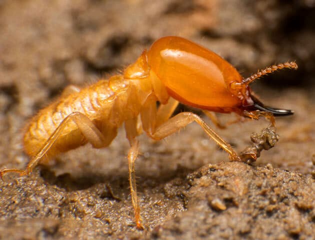 termite control jacksonville fl