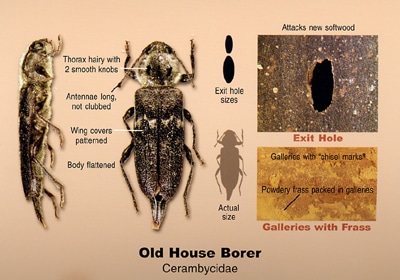 Old House Borer Beetle