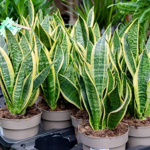 houseplants that prevent pests indoors turner pest control