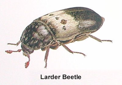 Larder Beetle