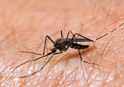 close-up of a mosquito on a person's skin