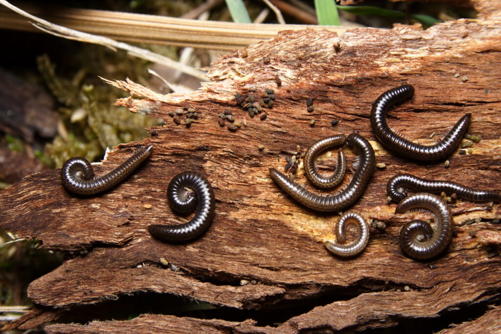 Millipedes in Florida