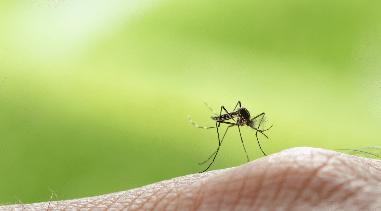 mosquito on a person's finger