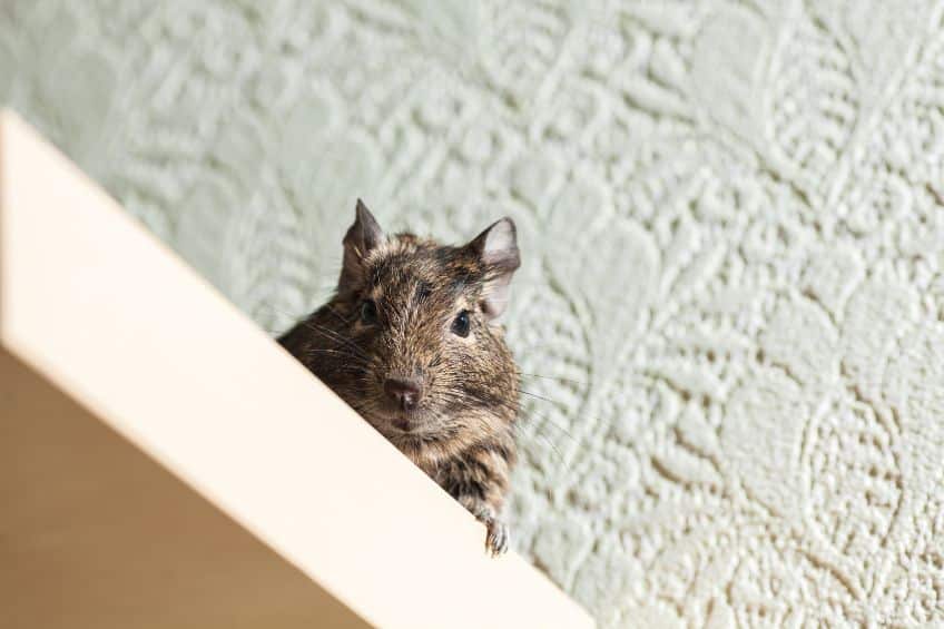 pest control port st lucie rodent control