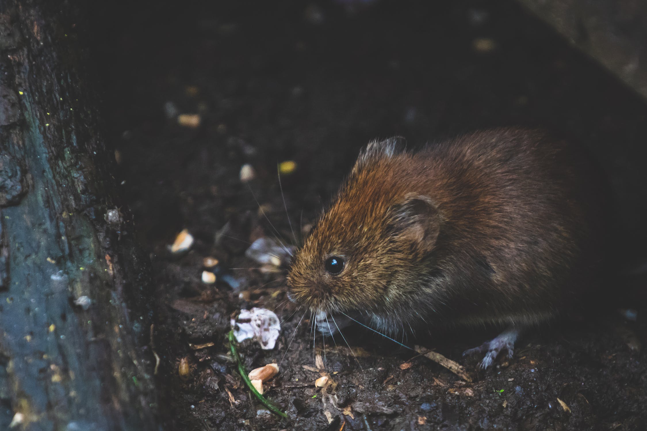 Mouse trying to get into a house