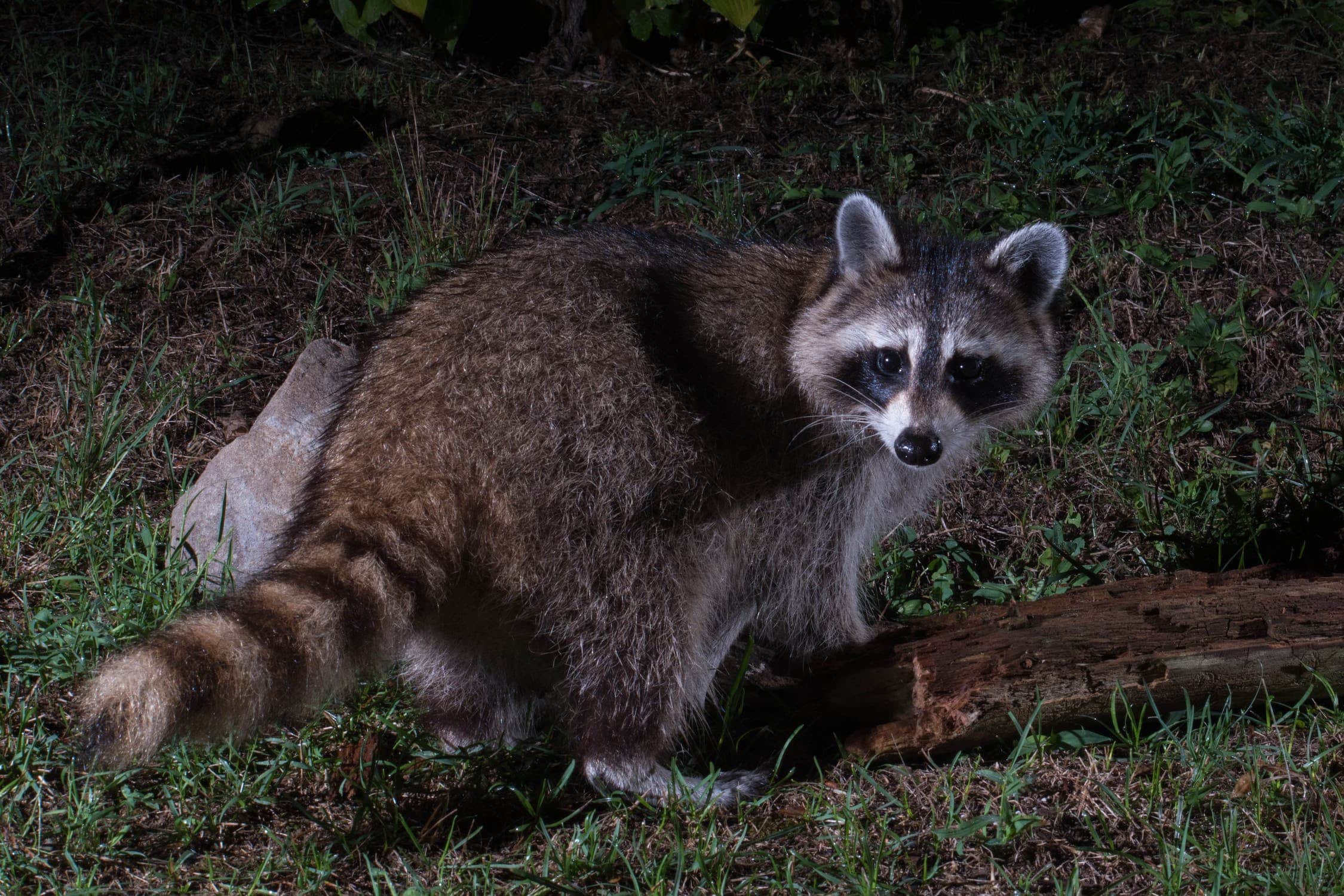 Racoon in grass