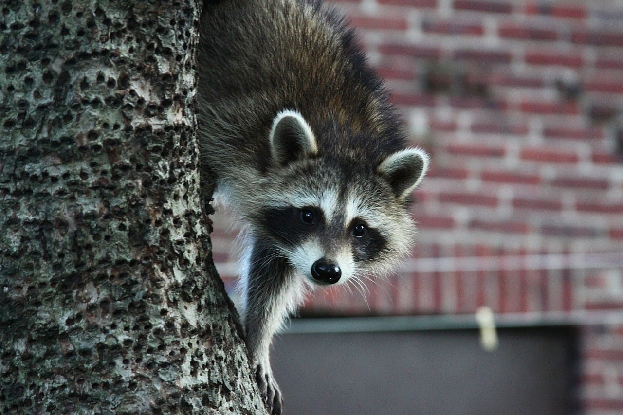 Raccoon in a tree