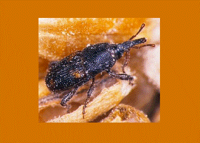 Rice Weevil