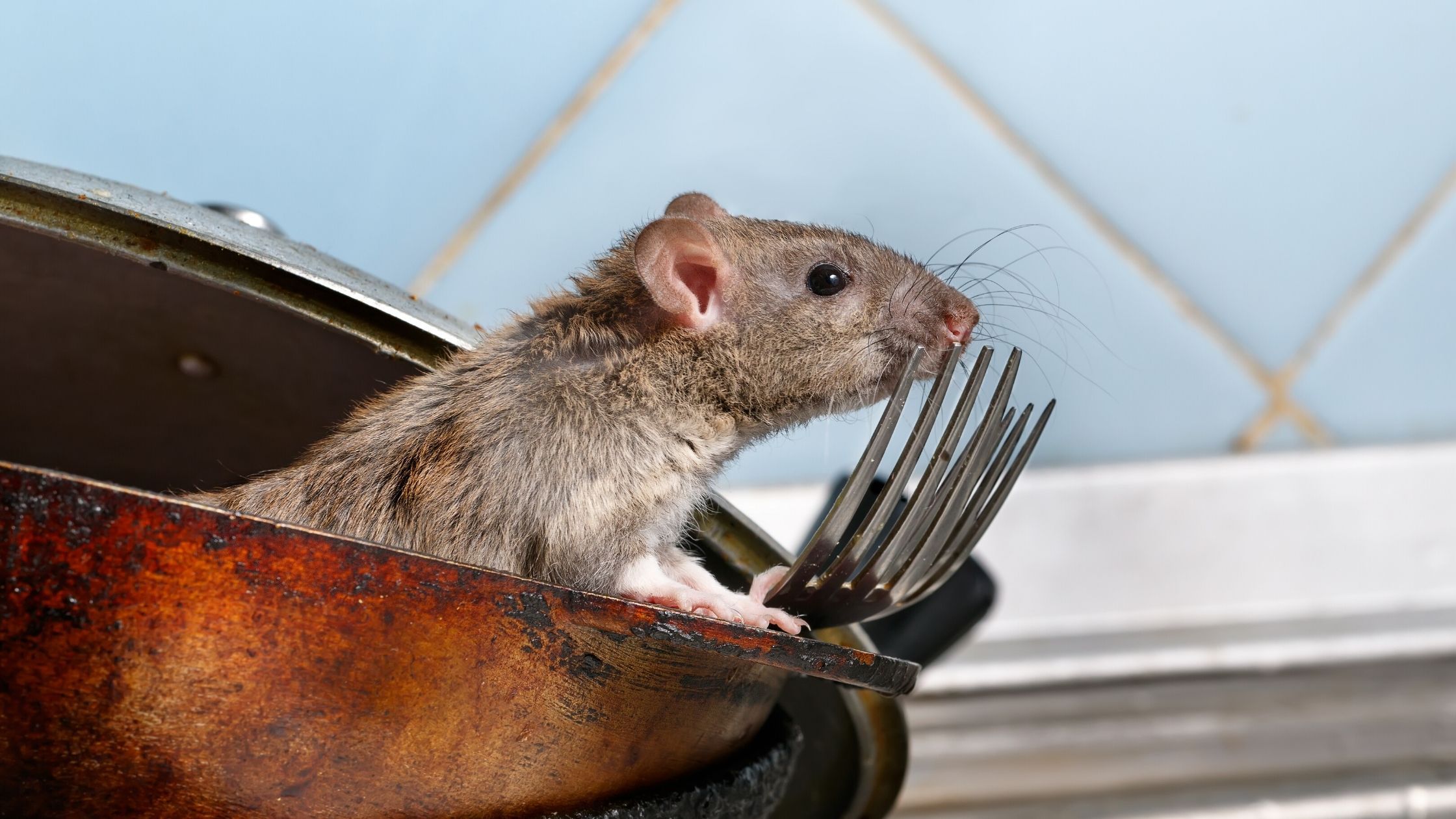 rodent-removal-your-business