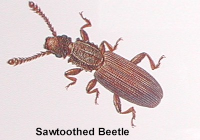 Sawtoothed Beetle