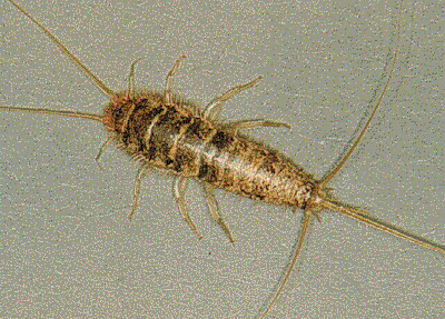 Silverfish