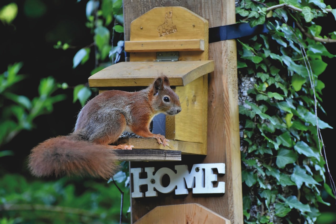 Squirrel sitting on a bird feeder