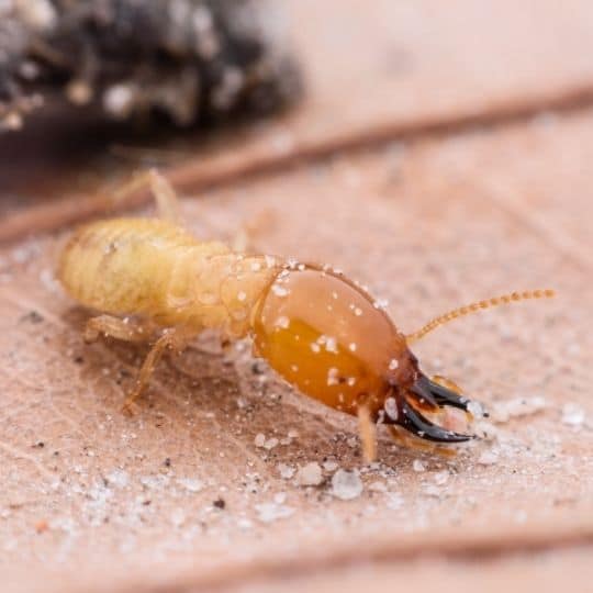 termite pest category