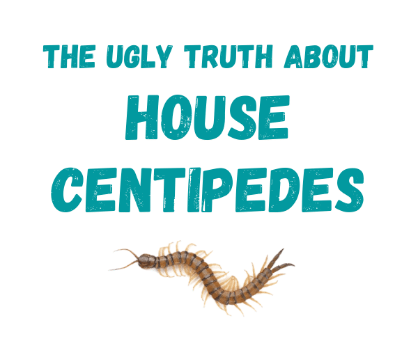 the ugly truth about house centipedes