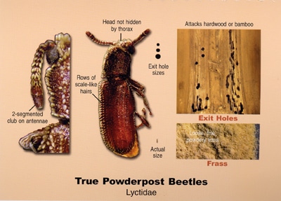 True Powderpost Beetle