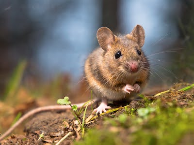 Wild wood mouse sitting on the forest floor