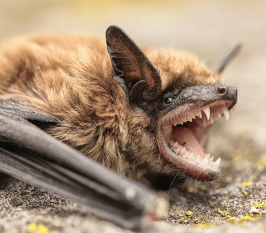 wildlife-removal-bat-removal