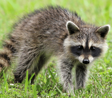 wildlife-removal-raccoon-removal