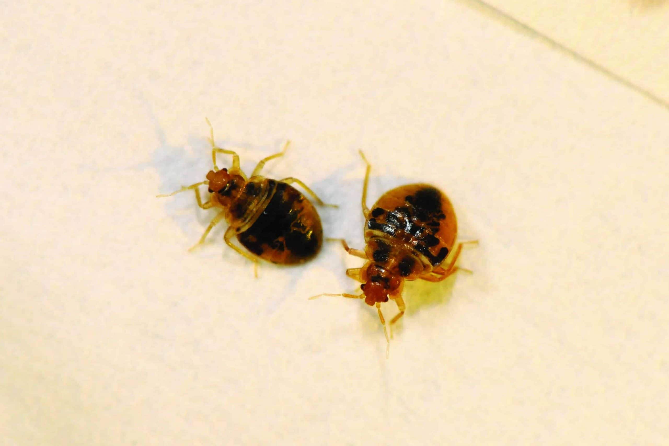 bed bugs jacksonville