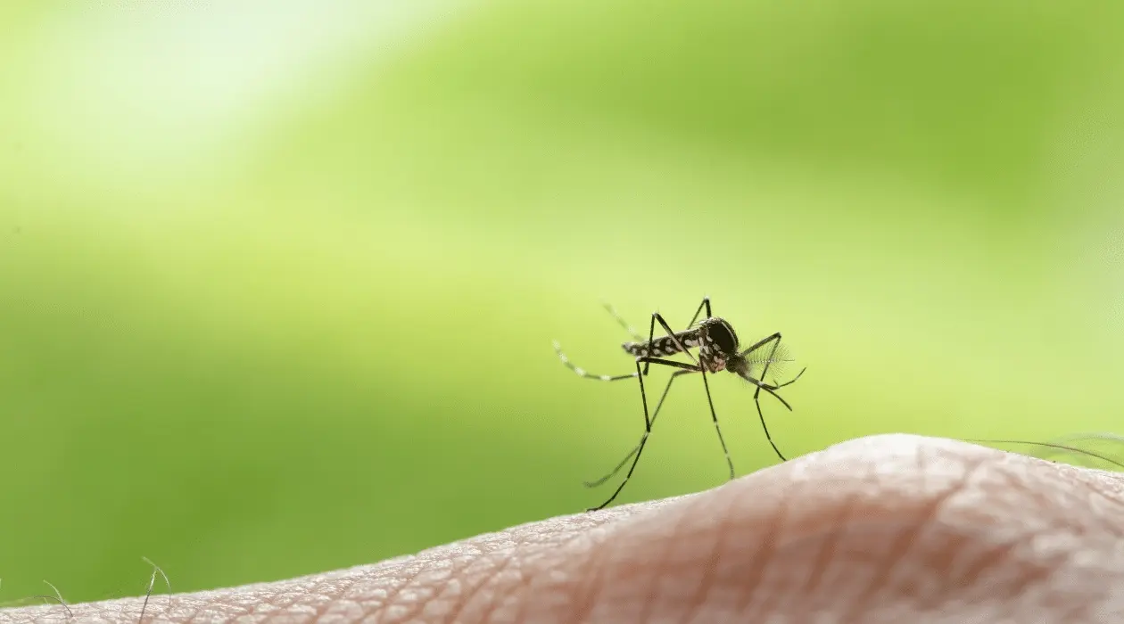 mosquito on a person’s finger