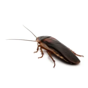 cockroach