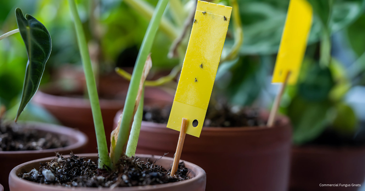 Fungus Gnats