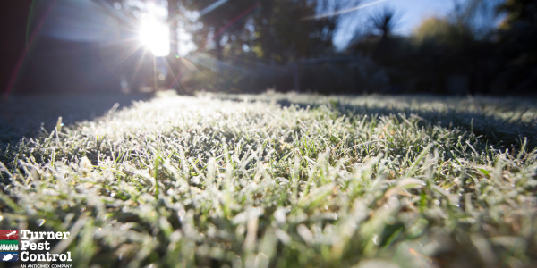 alt="winterize your lawn in florida"