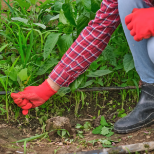 A person pulls weeds from their yard.