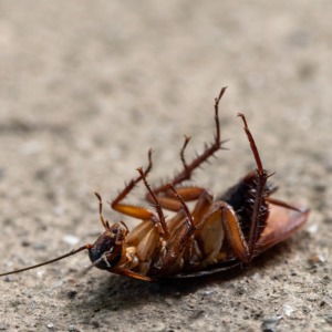 A dead cockroach.