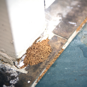 A pile of "termite dust" or termite feces sits by a wall. 