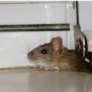 A rodent sneaks into a home through a small opening. 