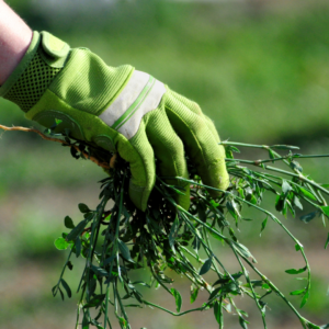 A gardener pulls weeds from their yard. 