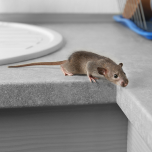 A rodent walks along a bathroom counter. 