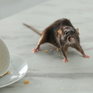 A rat is caught eating crumbs on a restaurant counter. 