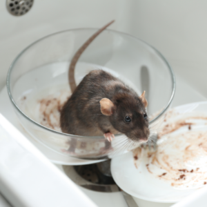 A rat eats food residue from a bowl in a restaurant's sink. 