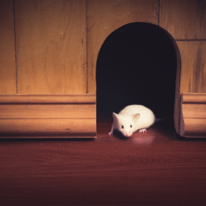 A mouse living in the wall comes out of hiding.