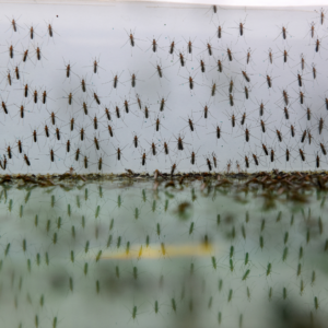 Dozens of mosquitos skim the surface of a still body of water.