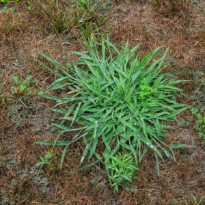 A weed grows in the middle of a brown lawn. 