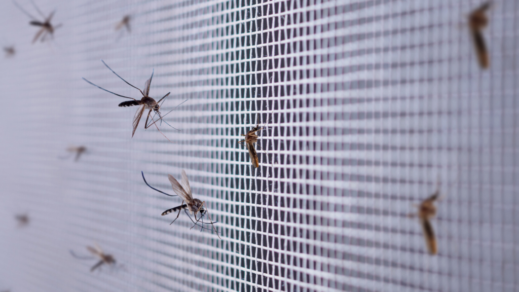 Mosquito season prep and prevention often includes putting screens around windows.