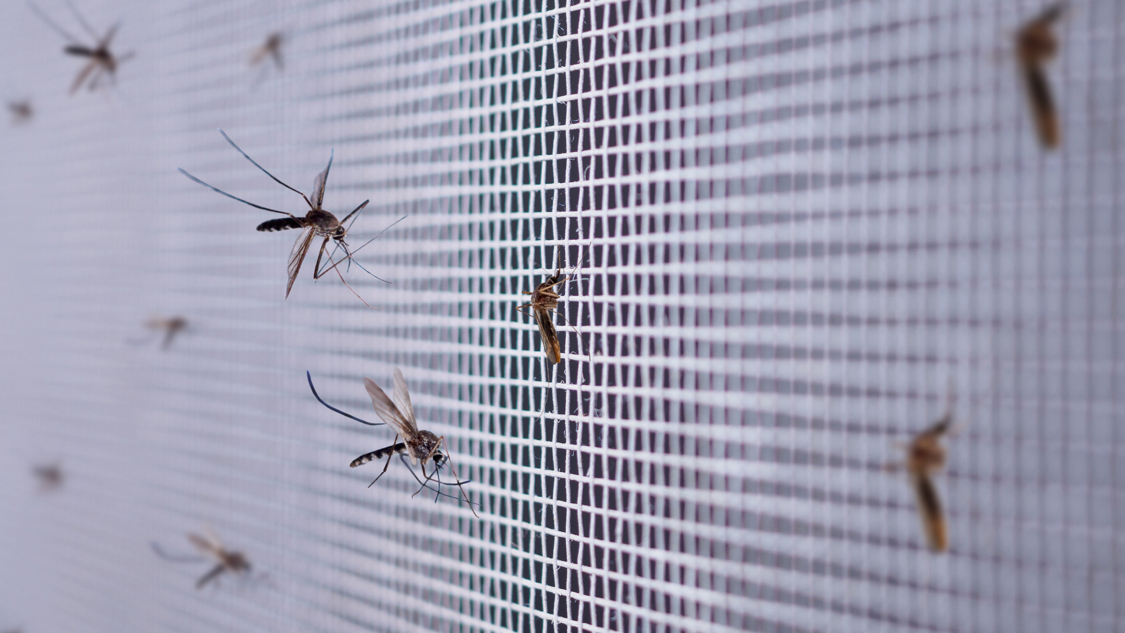 Mosquito season prep and prevention often includes putting screens around windows.