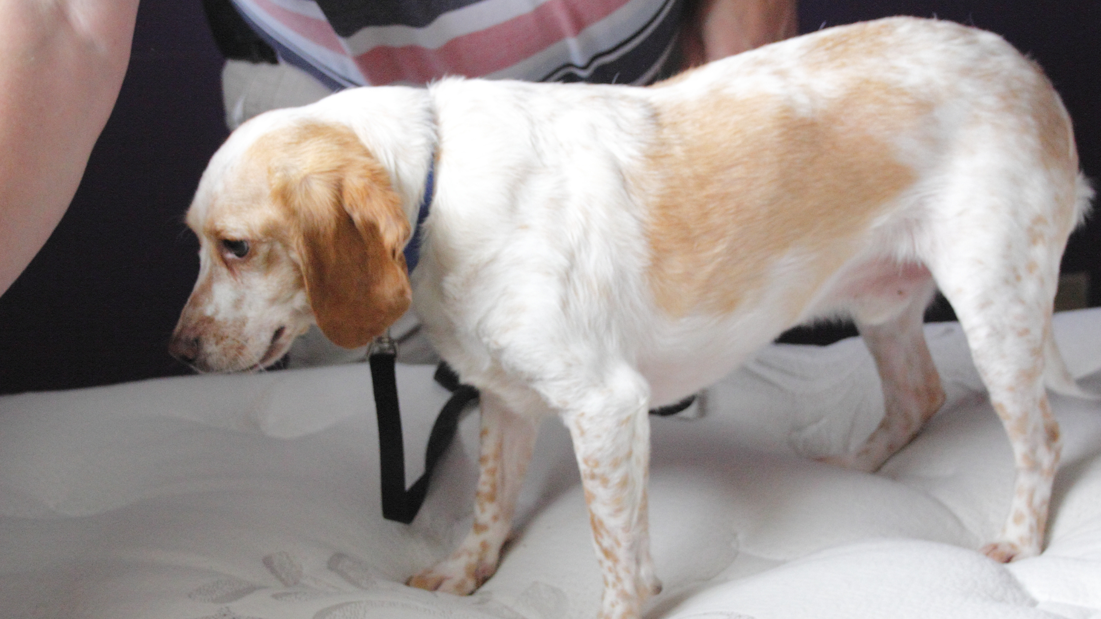 A bed bug detecting dog sniffs out bed bugs on a mattress.