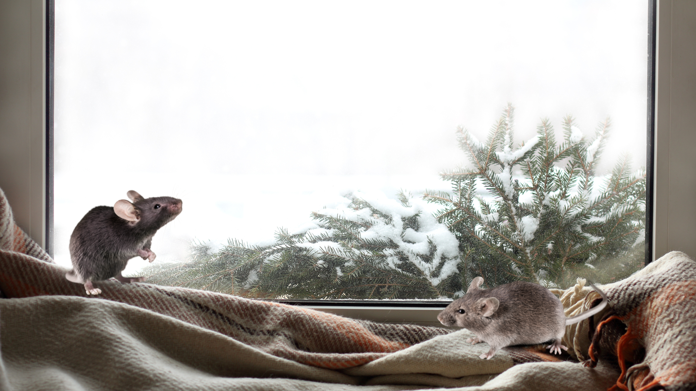 Two mice sit in the window of a home during winter.