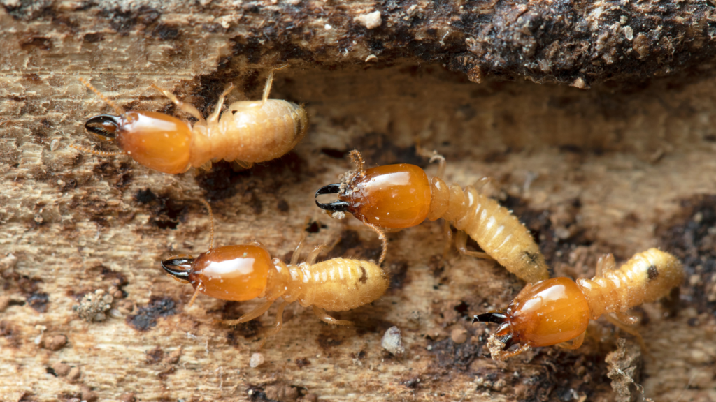 Contrary to popular belief, termites are active during winter and most do not die off.