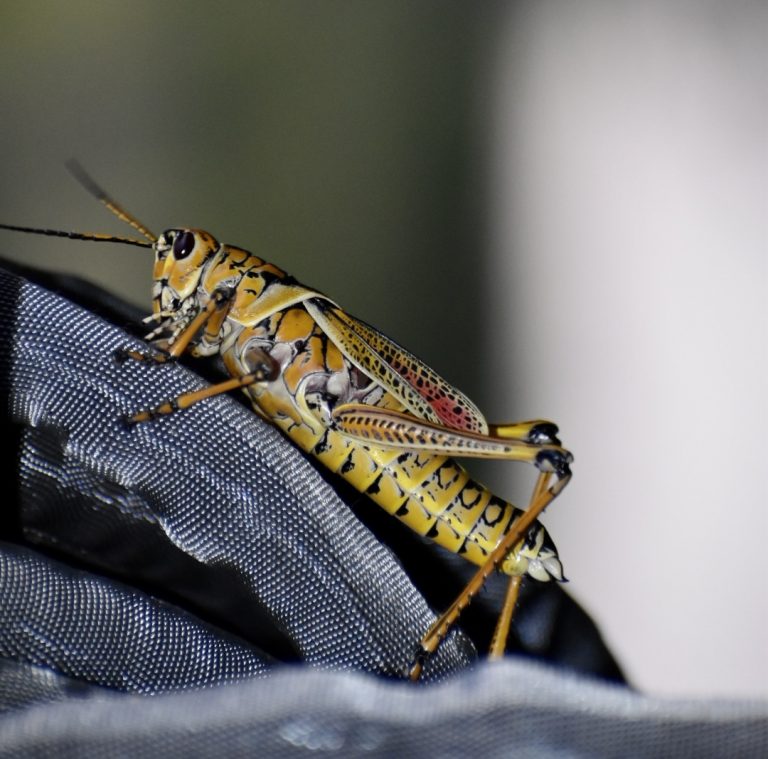 Eastern-Lubber-Grasshopper