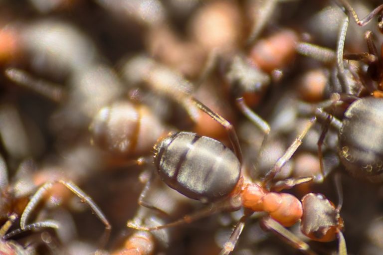 Fire-Ant-close-up