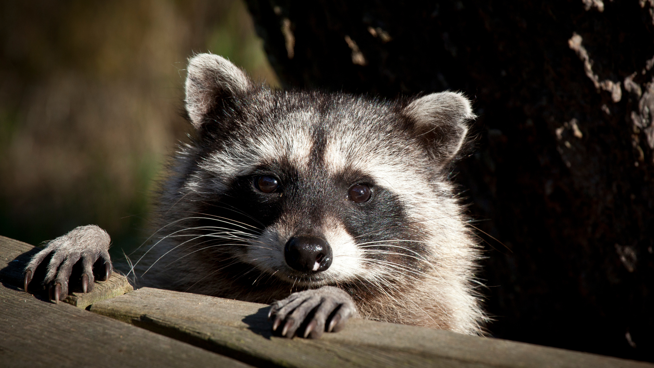 A racoon peeks over the back deck of a home.