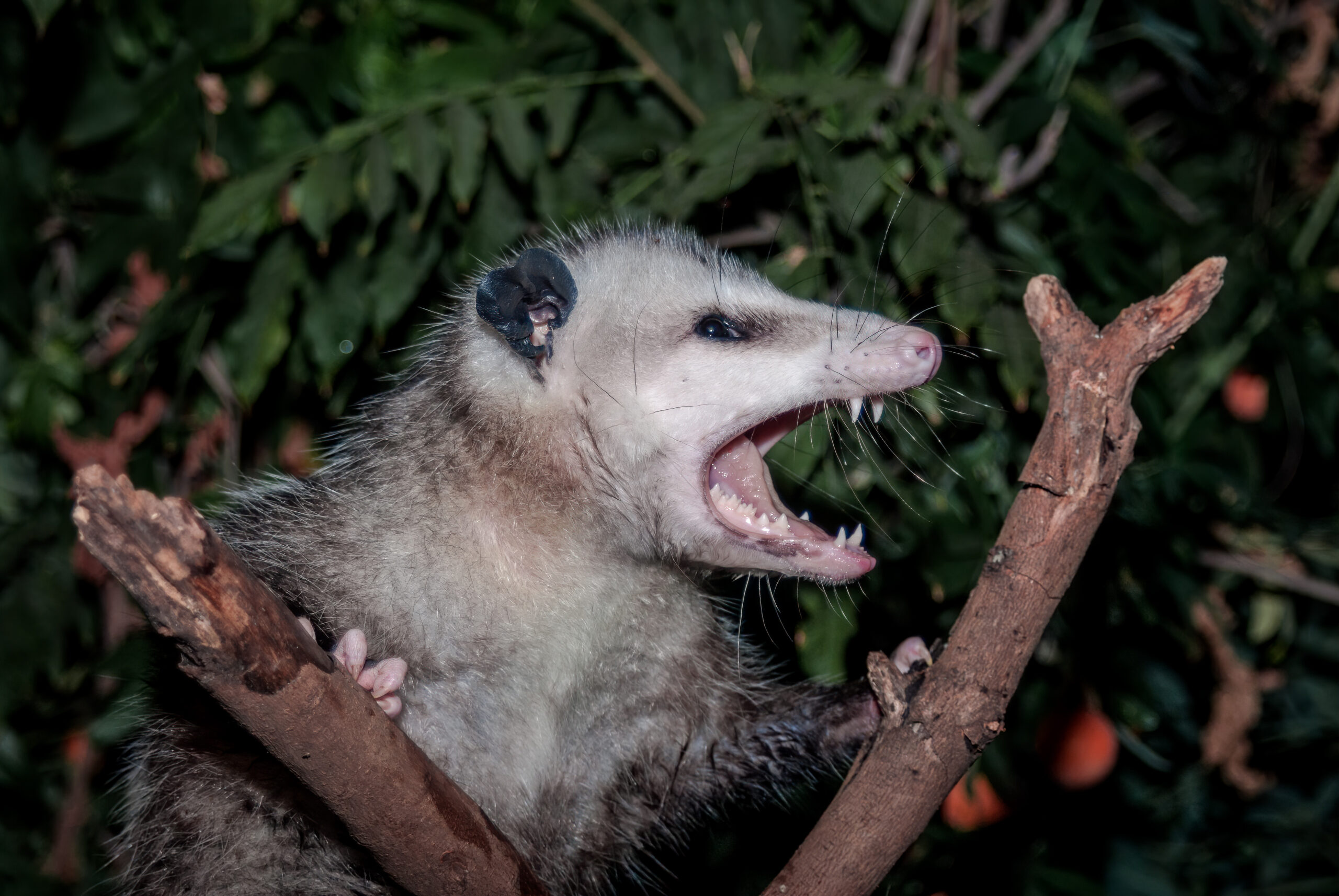 Unwanted possum in tree branch