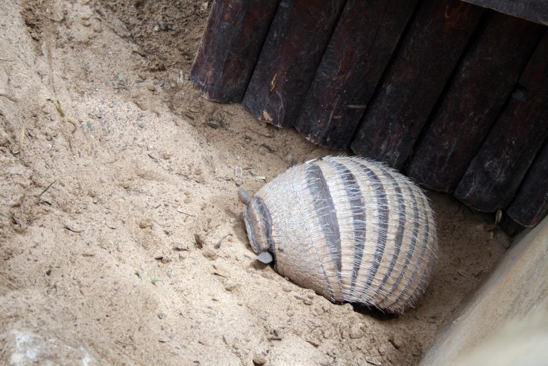 armadillo