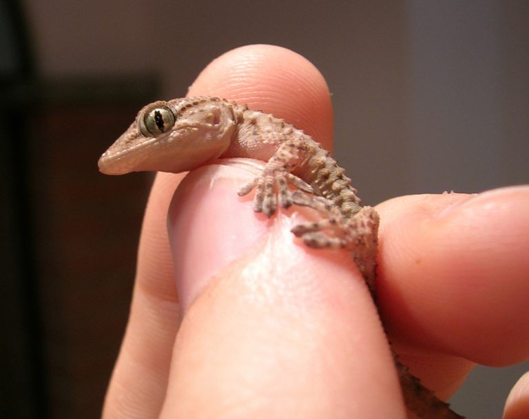 captive-gecko